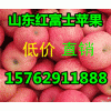 全國(guó)紅富士蘋(píng)果價(jià)格哪里便宜山東蘋(píng)果基地