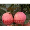 18660925311 山東紅富士蘋果批發基地