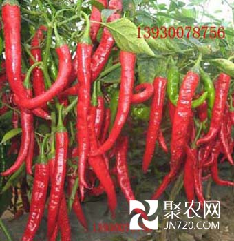 羊角紅一號(hào)