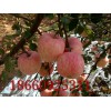 18660925311今日紅富士蘋果新價(jià)格上架