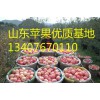 山東蘋果供應基地，最新山東蘋果報價,紙袋紅富士蘋果基地報價