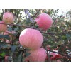 山東紅露蘋(píng)果今日價(jià)格 紅露蘋(píng)果產(chǎn)地大量供應(yīng)