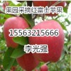 15563215666供應(yīng)精品紅富士蘋果