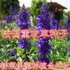 法國(guó)薰衣草種子