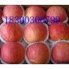 山東精品紅富士蘋(píng)果基地購(gòu)銷(xiāo)中心