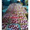 今日供應(yīng)精品紅富士蘋(píng)果