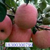 山東萬(wàn)畝蘋(píng)果價(jià)格再現(xiàn)新低