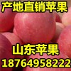 18764958222今日紅富士蘋果價格/山東蘋果產地價格