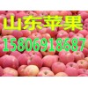 紅富士蘋果報(bào)價(jià)今日山東蘋果產(chǎn)地批發(fā)價(jià)格