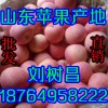 供應紅富士蘋果購銷基地，山東優質蘋果產地，山東蘋果批發價格