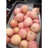 山東蘋果產(chǎn)地供應(yīng)、紅富士蘋果銷售基地、紅富士蘋果價格