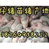 最新仔豬報(bào)價(jià) 山東仔豬養(yǎng)殖基地  山東仔豬產(chǎn)地行情