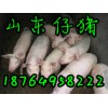 供應仔豬低價出售 山東仔豬養殖基地 臨沂小豬產地價格