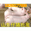 山東仔豬價(jià)格18265177888哪里仔豬便宜多