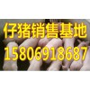 山東仔豬銷售基地今日仔豬交易價(jià)格