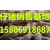 山東仔豬養(yǎng)殖基地今日仔豬批發(fā)價(jià)格