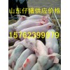 【15762399979】供應(yīng)山東仔豬，山東仔豬價(jià)格