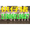出售仔豬今日山東仔豬交易價(jià)格