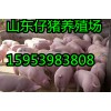 【15953983808】山東三元仔豬供應基地