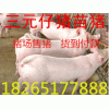 最新山東仔豬價(jià)格 今日仔豬便宜