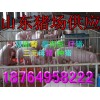 供應(yīng)仔豬交易基地 批發(fā)豬場(chǎng)仔豬 山東仔豬市場(chǎng)信息