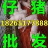【四川供應(yīng)三元仔豬 今日仔豬最新行情價格】