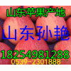 １３９５４９６６８２２紅富士*山東紙袋/膜袋/紙加膜蘋(píng)果產(chǎn)地