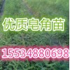西府海棠、五角楓、合歡苗、皂角小苗、連翹、牡丹苗