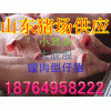 １８７６４９５８２２２最新仔豬報價/山東仔豬三元苗豬產(chǎn)地價格