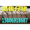 15806918687山東仔豬供應(yīng)價(jià)格