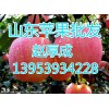 山東優(yōu)質(zhì)紅富士蘋(píng)果供應(yīng)批發(fā)