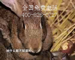 華東地區雜交野兔養殖基地在哪里