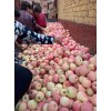 紅富士蘋果產地銷售，今天報價趨勢