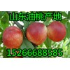 山東大棚油桃批發行情