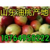 １８７６４９５８２２２掉價/山東大棚西瓜/甜瓜/油桃產地價格