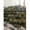 西瓜低價批發價格，京欣薄皮西瓜價格市場行情