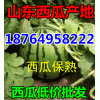 今日西瓜什么價格，山東西瓜批發多少錢18764958222