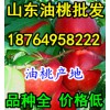 油桃產地價格，油桃批發市場行情，山東大棚油桃基地
