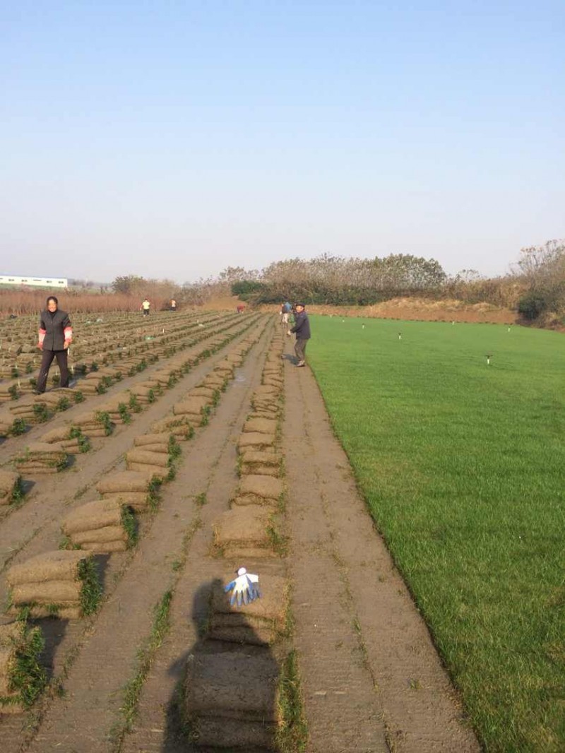 句容景葉草坪基地大量供應優質沙培果嶺草-量大價優
