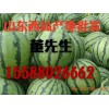 山東西瓜。8斤起步。皮薄/產地保熟保質量、價格便宜
