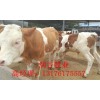肉牛犢小牛犢多少錢(qián)一頭
