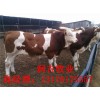 小黃牛多少錢(qián)一頭最新價(jià)格
