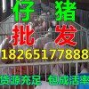 山東仔豬產(chǎn)地 山東豬仔豬苗市場價(jià)格