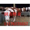 今日?qǐng)?bào)價(jià)小牛犢多少錢(qián)一頭