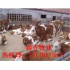 小黃牛多少錢(qián)一頭最新價(jià)格