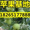 【近期山東優(yōu)質(zhì)蘋果批發(fā)價格】