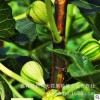 適合大棚栽培優良無花果苗供應A42華麗無花果樹苗
