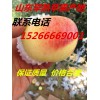 山東蘋果種植基地 山東蘋果 蘋果批發 蘋果價格 紅富士蘋果