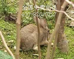 適合農莊農家樂的動物野兔