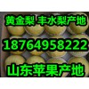 供應黃金梨批發(fā) 黃金梨產地 山東黃金梨價格